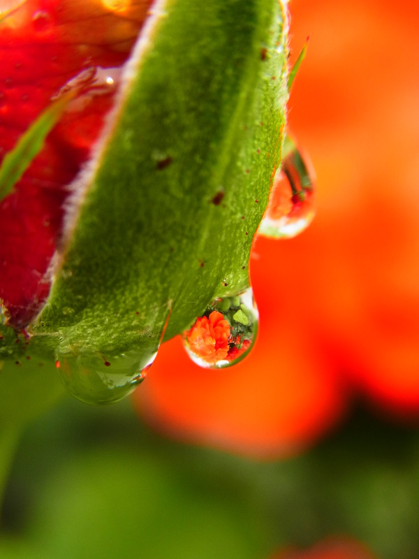 月季花蕾上的水滴圖片