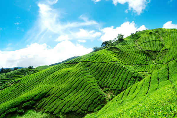 茶山風景圖片