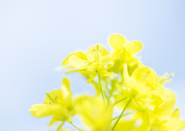 夢(mèng)幻油菜花背景素材圖片