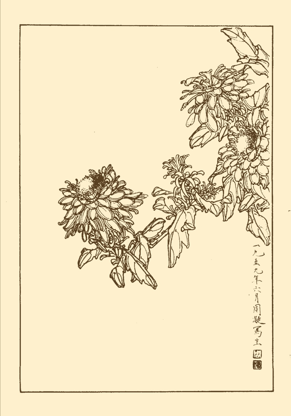 藍菊圖片