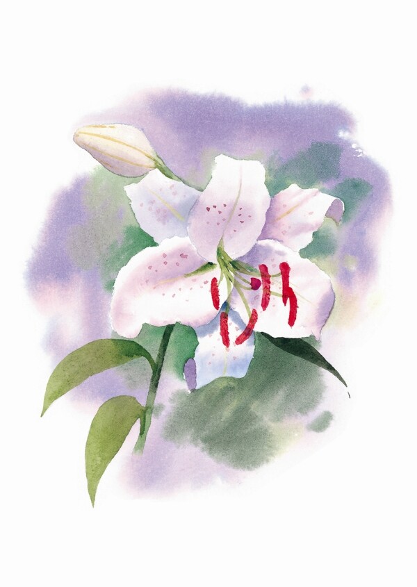 紫色花韻