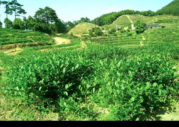 茶山圖片