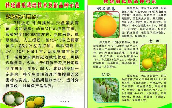 水果彩頁圖片