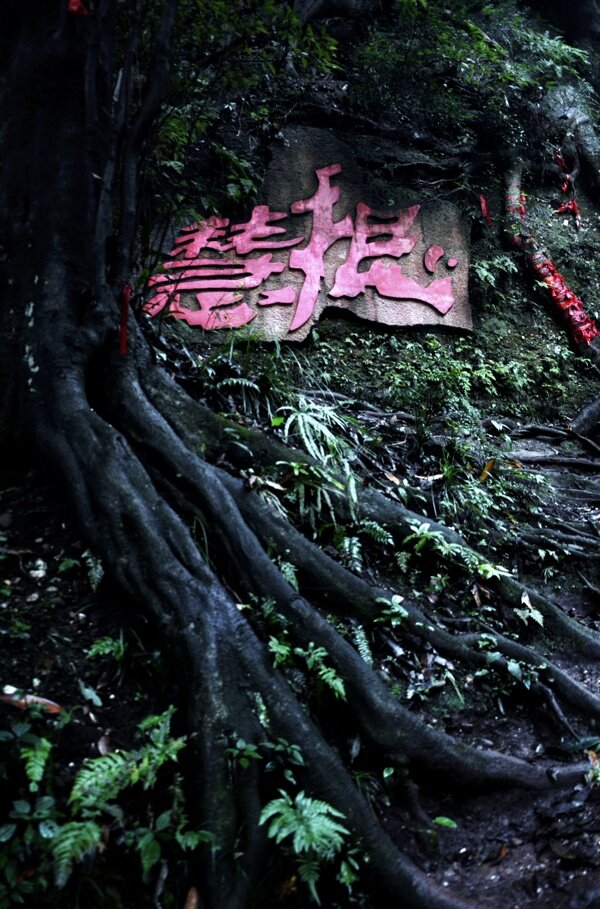 青城山慧根圖片
