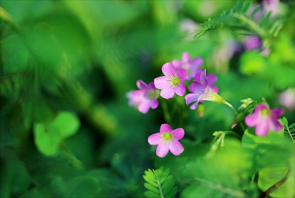 小暑之绿色的喇叭花花卉