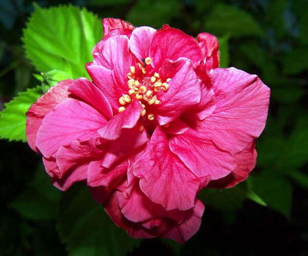 位圖植物攝影寫實(shí)花卉花朵牡丹免費(fèi)素材