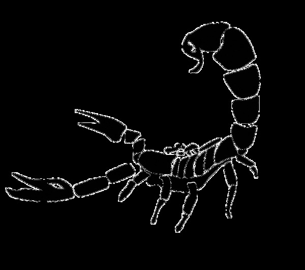 黑色蝎子图免抠png透明素材