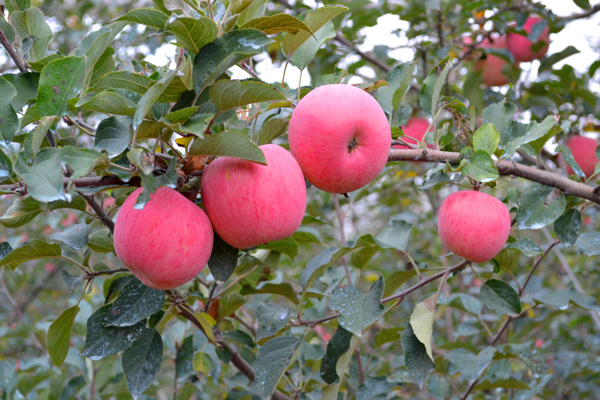陕西洛川红富士苹果果园