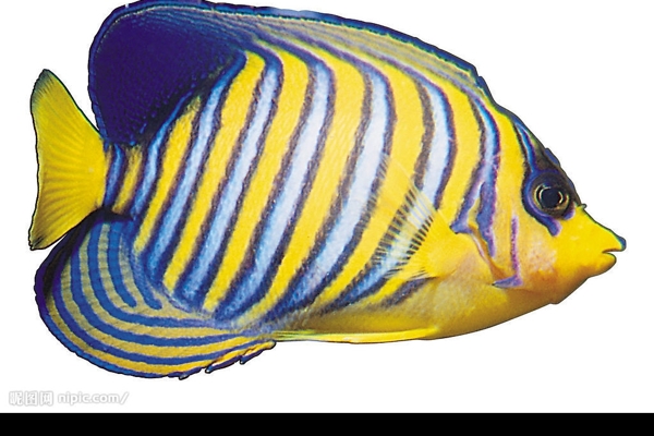 熱帶魚圖片