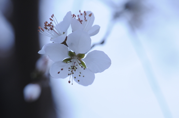 白花圖片