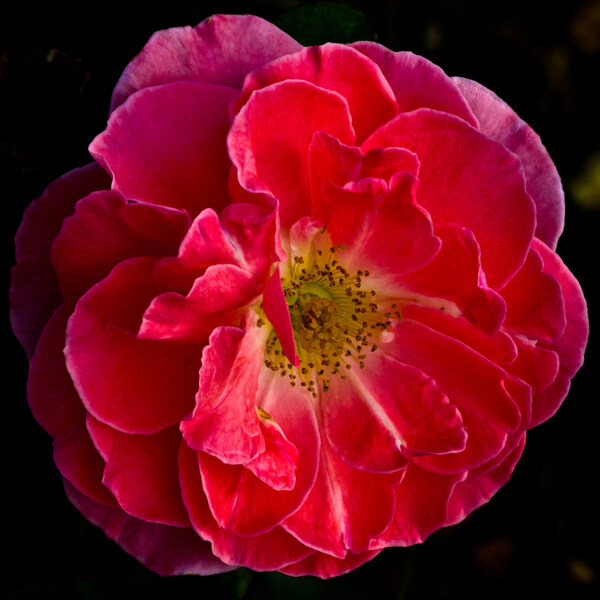 位圖植物攝影寫(xiě)實(shí)花卉花朵數(shù)碼照片免費(fèi)素材
