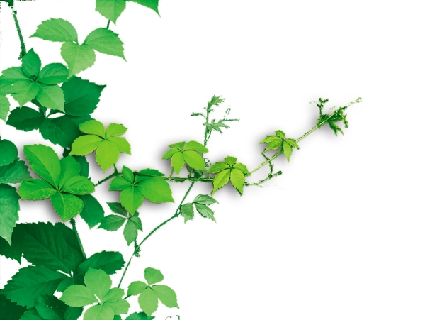 藤蔓植物