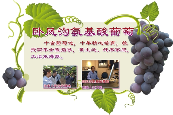 葡萄