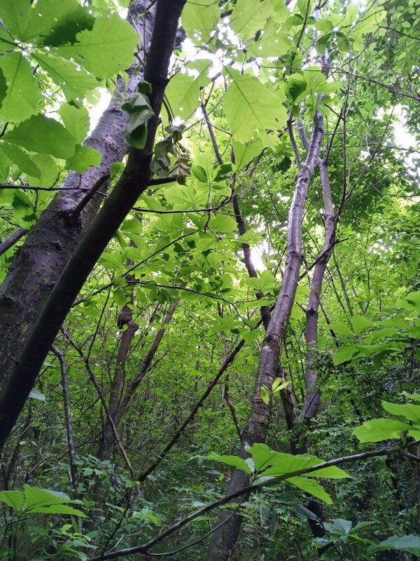 樹林