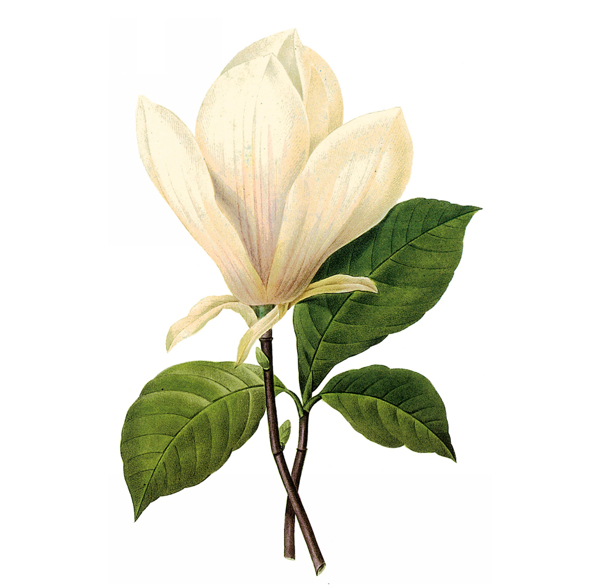 位圖植物圖案寫意花卉花朵免費(fèi)素材