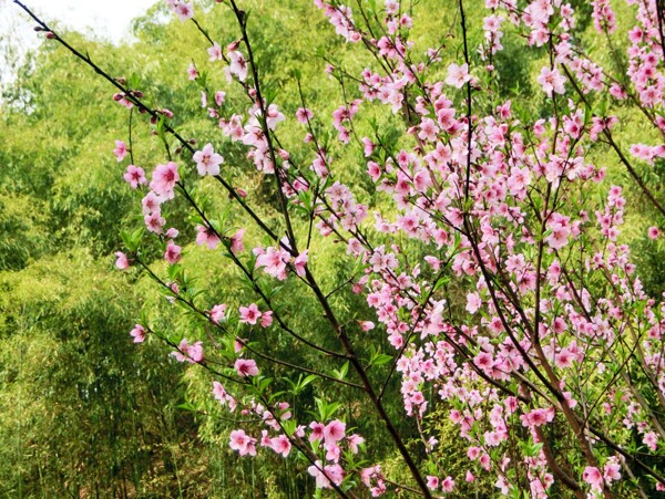 桃花圖片