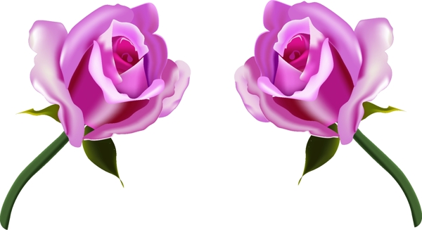 玫瑰花