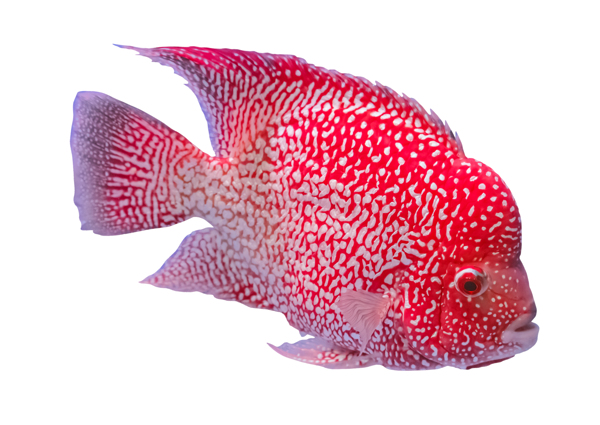 海魚