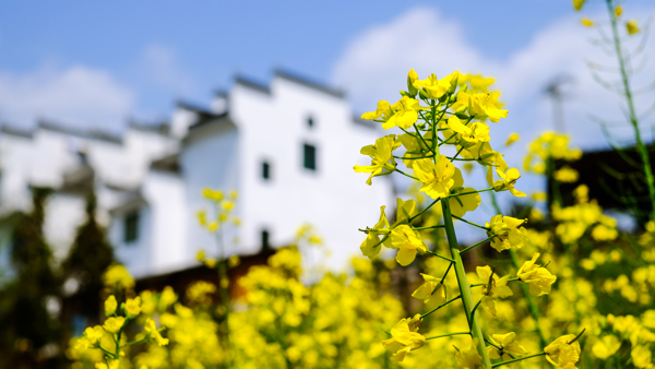 油菜花背景