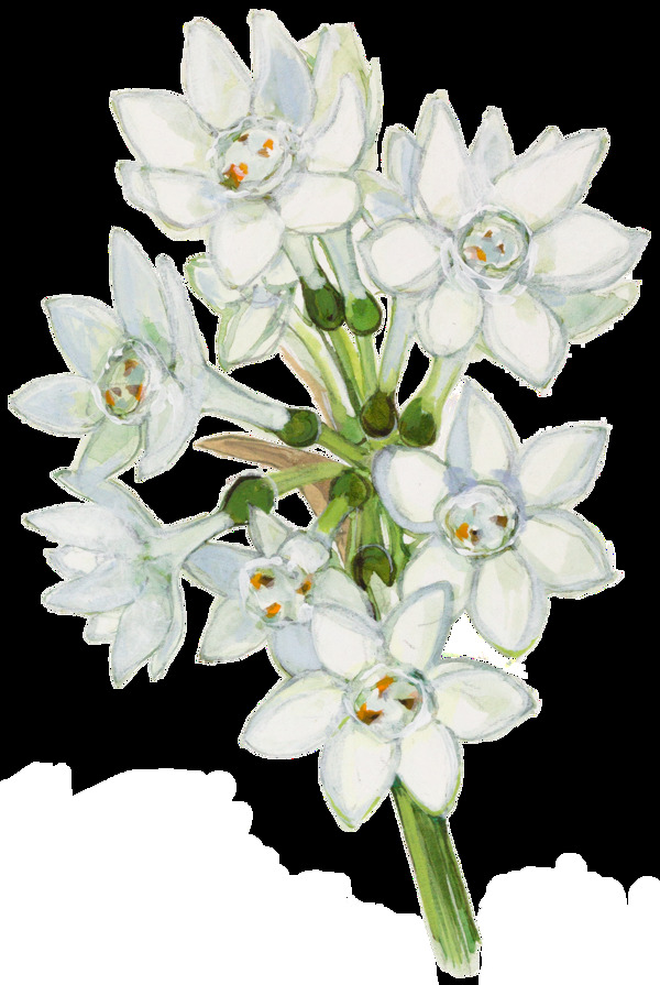 潔白花卉png透明素材