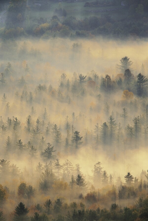 大雾时的森林图片素材