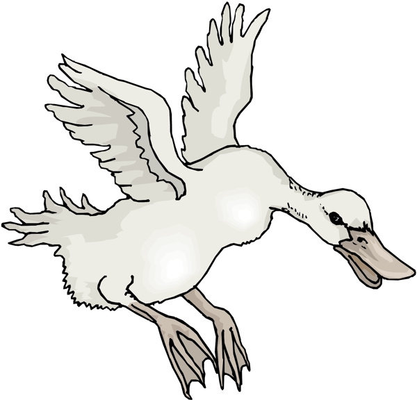 各種鳥類鳥動物矢量素材EPS格式0715