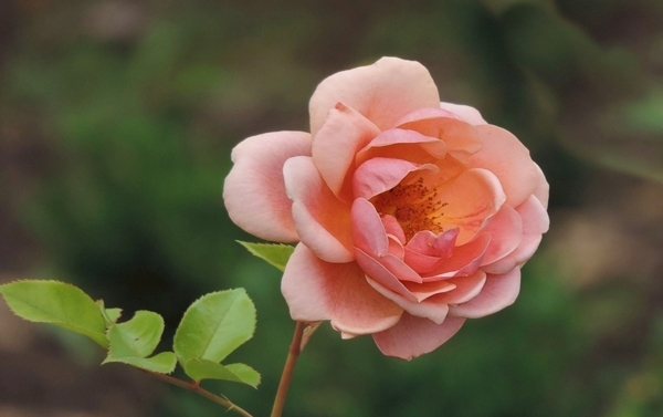 月季花