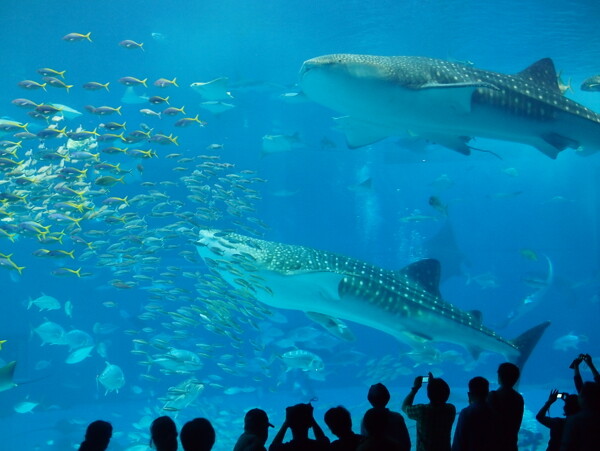 沖繩海生館鯨鯊图片