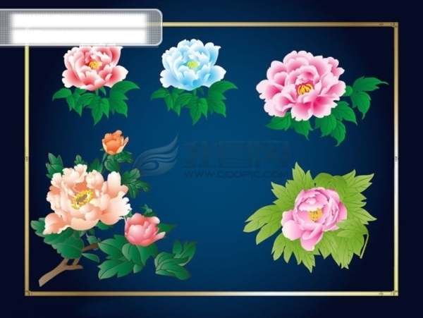 牡丹