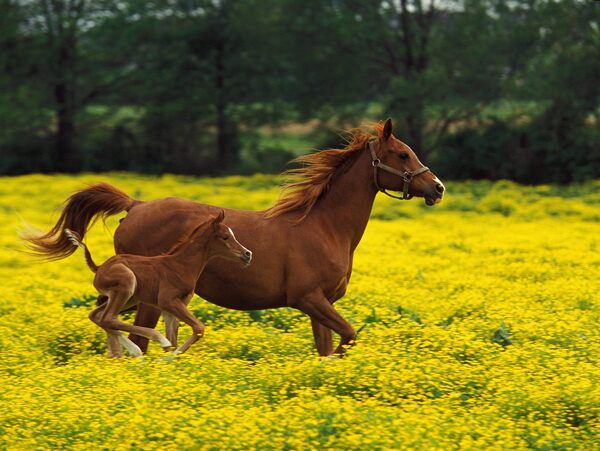 花丛中的马