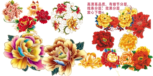 牡丹素材