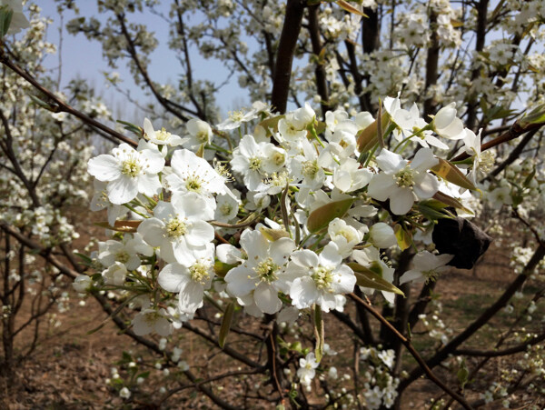 田園梨花