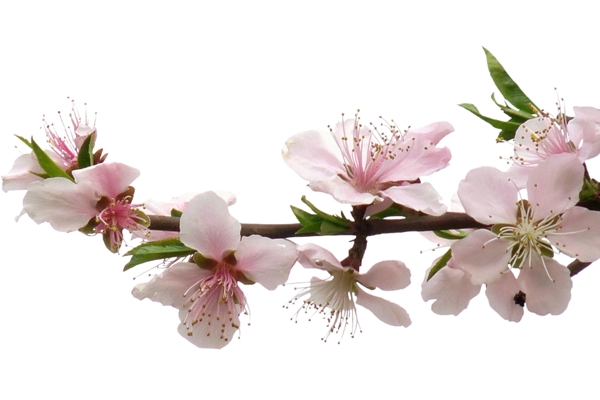 桃花花枝淺色PSD素材