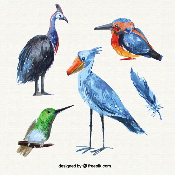 水彩画野生鸟类收藏
