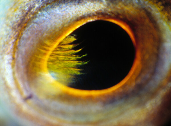 海底生物眼睛特写高清图片