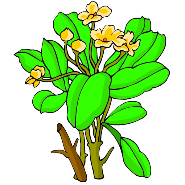 花卉古典插畫
