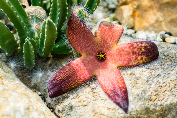 仙人掌與花朵圖片
