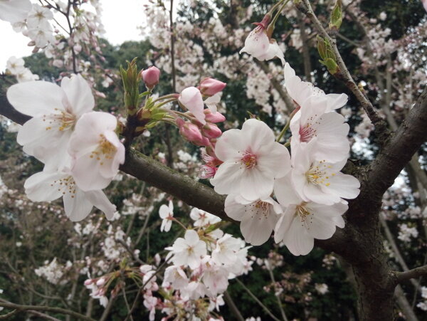 花卉摄影