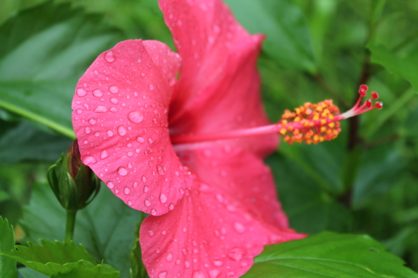 雨后木芙蓉花卉