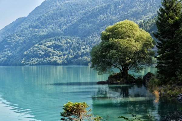一棵长在湖边的树