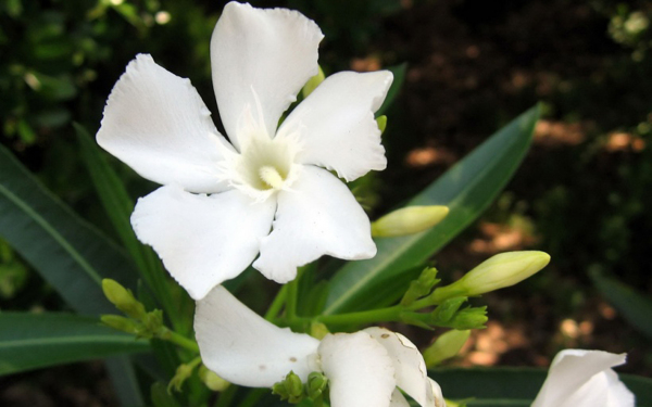 位圖植物花朵寫實(shí)花卉野花免費(fèi)素材