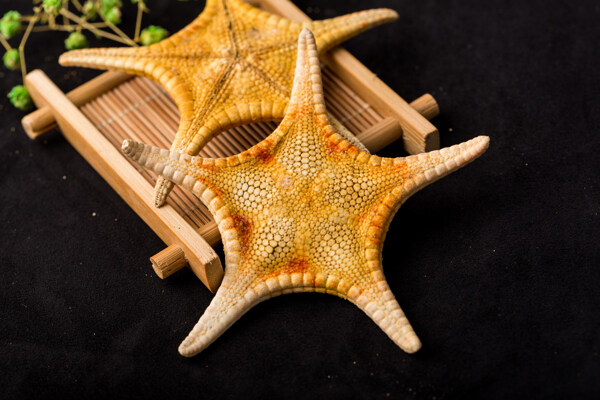 海星干
