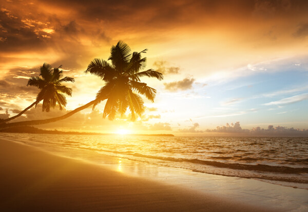 唯美的海边椰树风景图片