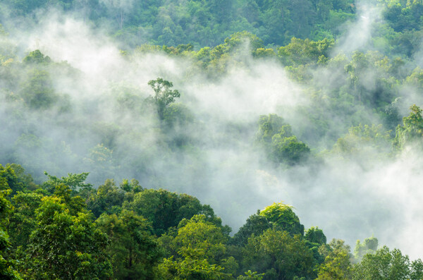 云雾缭绕的热带雨林图片