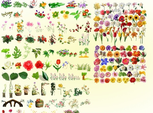 各类花卉图片