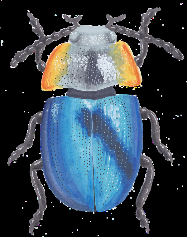 手绘荧光蓝甲虫png透明素材