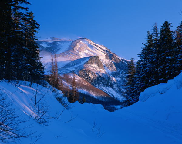 高山雪松景觀圖片