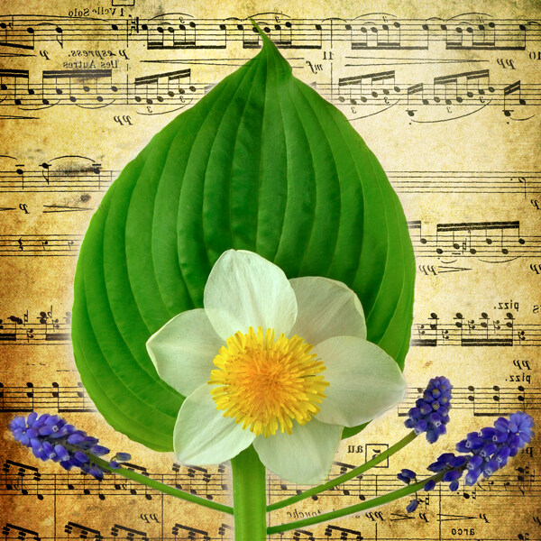 花卉裝飾畫
