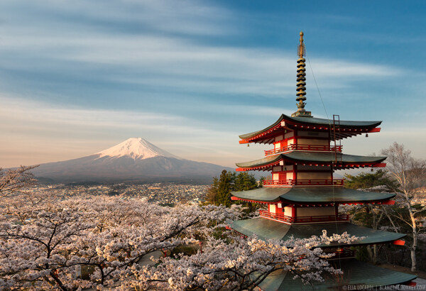 日本樱花富士山宫殿背景大图