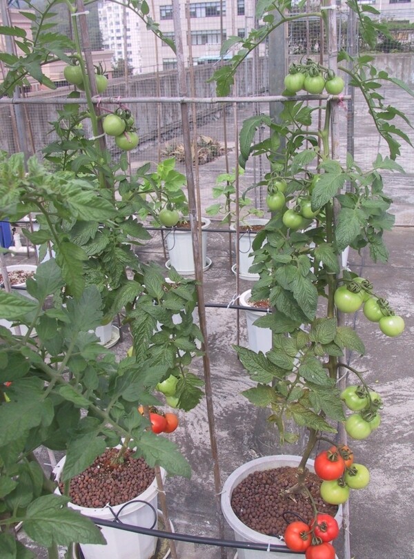 无土栽培番茄图片